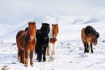 Rund um Island - Ringstraße und Snæfellsnes (Winter)