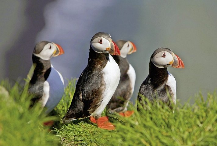 Island intensiv - Papageintaucher