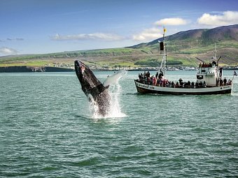 Panoramarundreise Island - Walbeobachtung Husavik