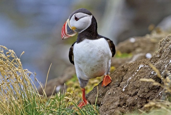 Die große Islandrundreise - Papageitaucher