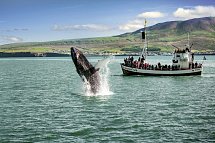 Die große Islandrundreise - Walbeobachtung Husavik