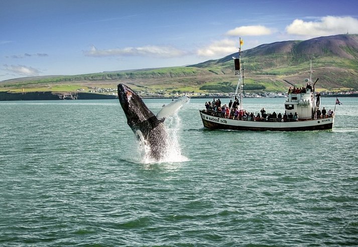 Die große Islandrundreise - Walbeobachtung Husavik