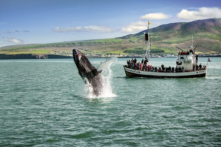 Die große Islandrundreise - Walbeobachtung Husavik
