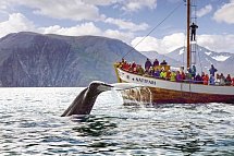 Die große Islandrundreise - Walbeobachtung