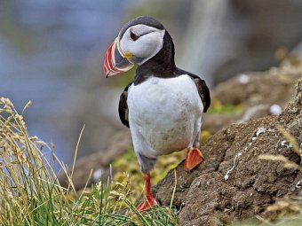 Die große Islandrundreise - Papageitaucher