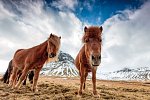 Familienspaß auf Farmen