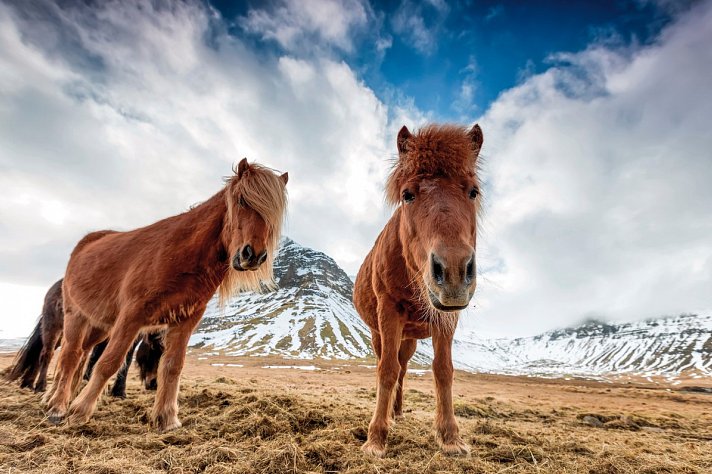 Familienspaß auf Farmen