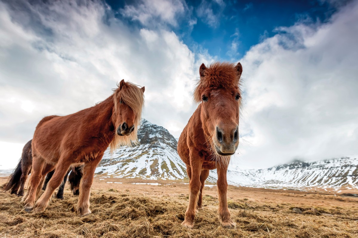 Familienspaß auf Farmen