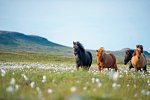 Ferienhausrundreise Rund um Island