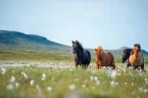 Ferienhausrundreise Rund um Island - Islandpferde
