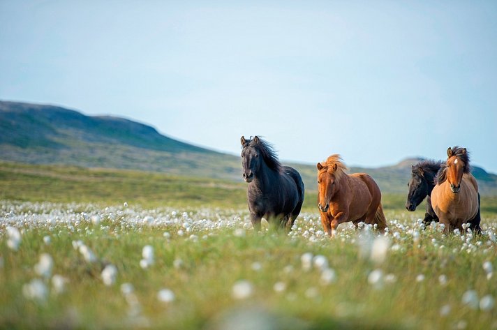 Ferienhausrundreise Rund um Island