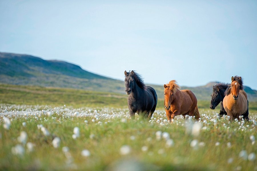 Ferienhausrundreise Rund um Island - Islandpferde