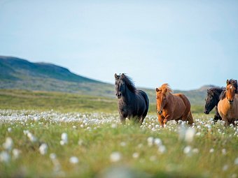 Ferienhausrundreise Rund um Island - Islandpferde