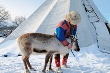 Winterlich aktiv in Schwedisch Lappland - Sami mit Rentier