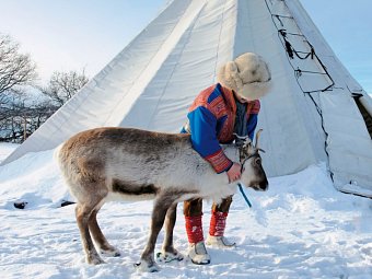 Winterlich aktiv in Schwedisch Lappland - Sami mit Rentier