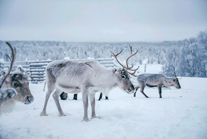 Magisches Finnisch Lappland