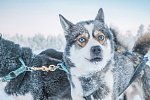 Harriniva - Authentisches Lappland