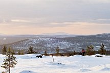 Harriniva - Authentisches Lappland