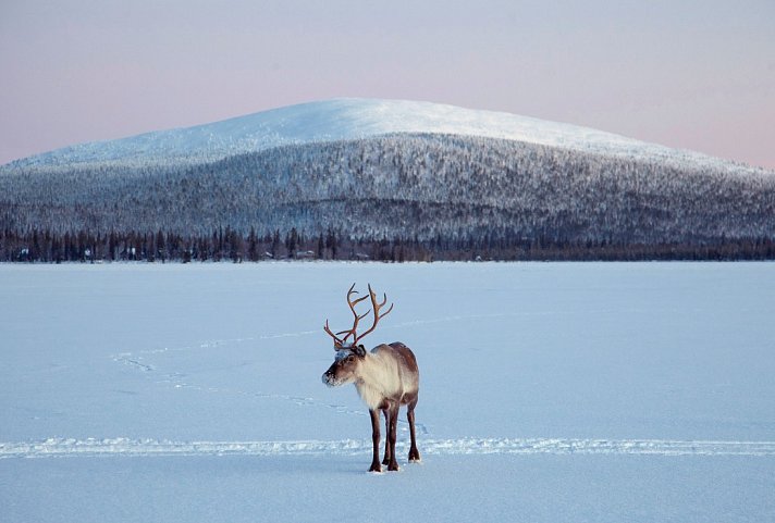 Harriniva - Winterurlaub in Lappland - Harriniva Rentier