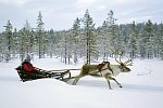 Harriniva Arctic Deluxe