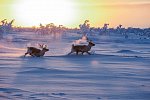 Harriniva Arctic Deluxe