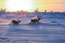 Harriniva Arctic Deluxe