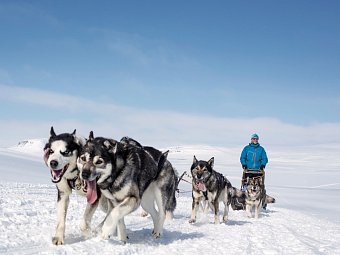 Harriniva Arctic Deluxe