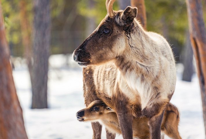 Harriniva - Das Beste von Lappland