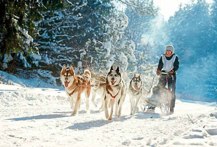 Höhepunkte rund um Ylläs - Husky-Safari