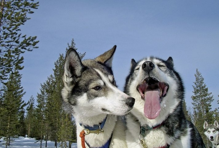Finnisches Winterwunderland - Hundeschlitten-Safari