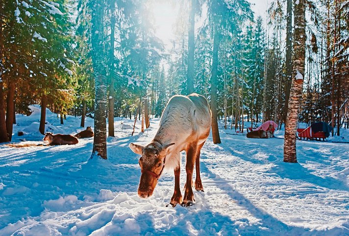 Finnisches Winterwunderland