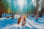 Finnisches Winterwunderland