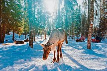Finnisches Winterwunderland