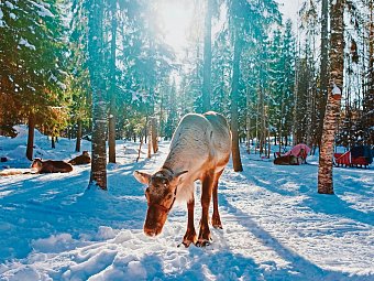 Finnisches Winterwunderland