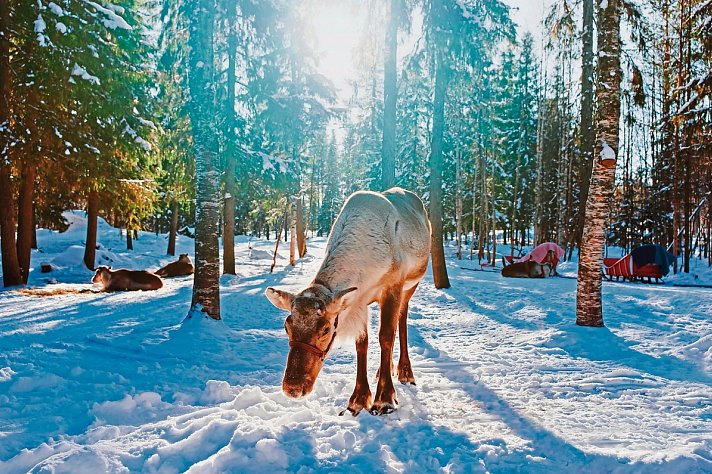 Finnisches Winterwunderland