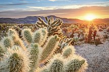 Western Values - Joshua Tree Nationalpark
