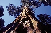 Great West - Sequoia NP