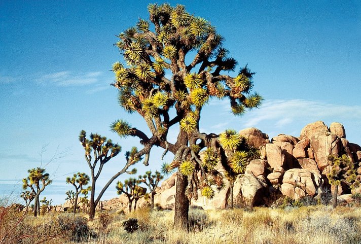 Western Triangle - Joshua Tree Nationalpark