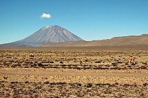 Große Südamerika Rundreise - Reserva Nacional Pampa Cañahuas