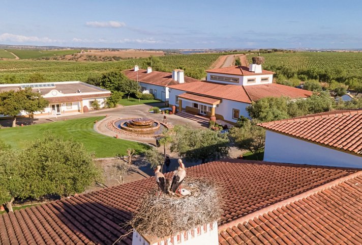 Vila Galé Alentejo Vineyards