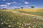 Trendregion Alentejo