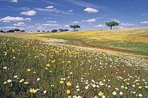 Trendregion Alentejo