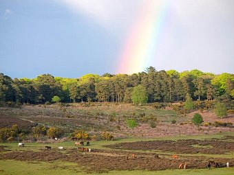 Südengland für Einsteiger - New Forest