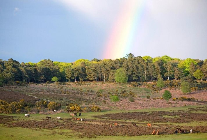 Südengland für Einsteiger - New Forest