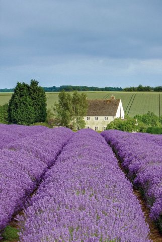 Südengland aktiv erleben - Lavendelfeld Cotswolds