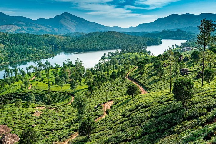 Südindien zum Kennenlernen - Teeplantagen in Kerala