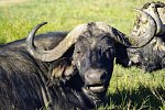 Abenteuer Kenia