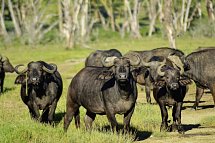 Abenteuer Kenia