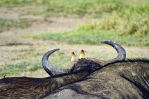 Abenteuer Kenia