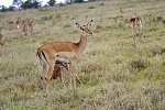 Abenteuer Kenia